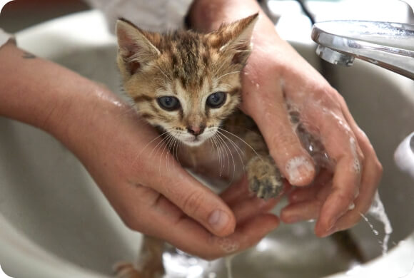 Treating Fleas on Kittens Healthy Habits For New Pets